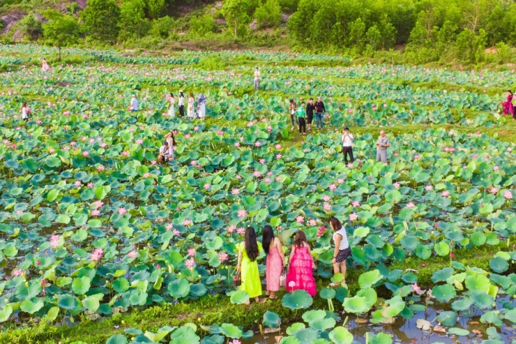 Mùa sen nở rộ ở Trà Lý - 10
