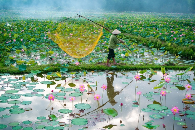Mùa sen nở rộ ở Trà Lý - 9
