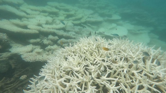 San hô bị tẩy trắng và chết ở Côn Đảo với tỷ lệ khá lớn.