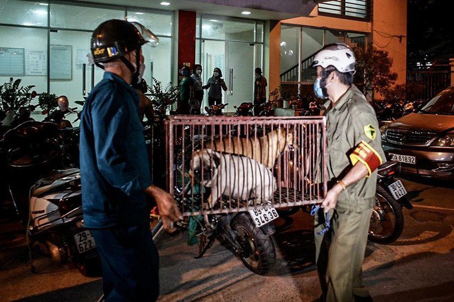 Hà Nội tăng cường phòng, chống bệnh lây truyền từ động vật với trọng tâm xử lý chó thả rông