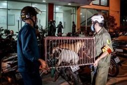 Hà Nội: Xử lý triệt để tình trạng chó thả rông ở các quận, huyện