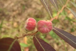 Loại quả chỉ bé bằng đầu ngón tay giá gần 400.000 đồng/kg, được mệnh danh “kho báu của rừng”