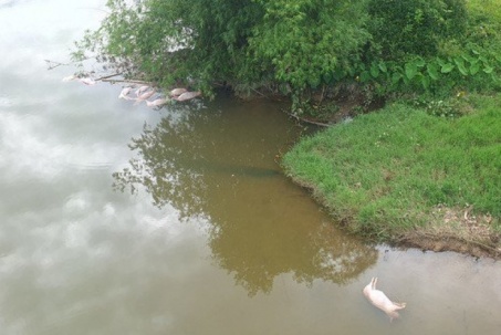 Hàng chục xác lợn chết trôi nổi dưới chân cầu, gần nhà máy nước sạch
