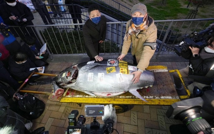 Con cá ngừ trị giá 36,04 triệu yen. Ảnh: Kyodo