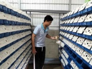 Thị trường - Tiêu dùng - Anh nông dân 9X kiếm bộn tiền nhờ nuôi con “hiền lành” trong hộp nhựa