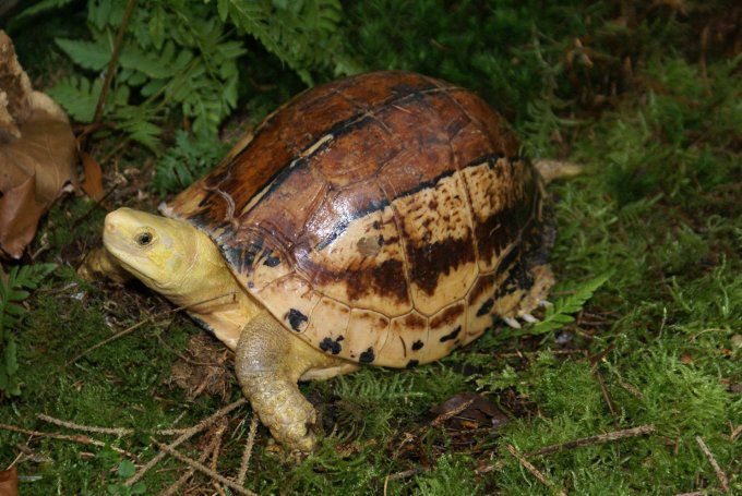 Loài rùa hộp trán vàng miền Nam. Ảnh: Trung tâm Nhiệt đới Việt - Nga