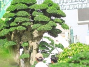 Thị trường - Tiêu dùng - Cây nào sống cực lâu ở Việt Nam từng được trả 23 tỷ đồng, chủ nhân quyết không bán?