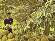 Thị trường - Tiêu dùng - Sầu riêng xuất khẩu giá cao: Giải pháp để phát triền bền vững
