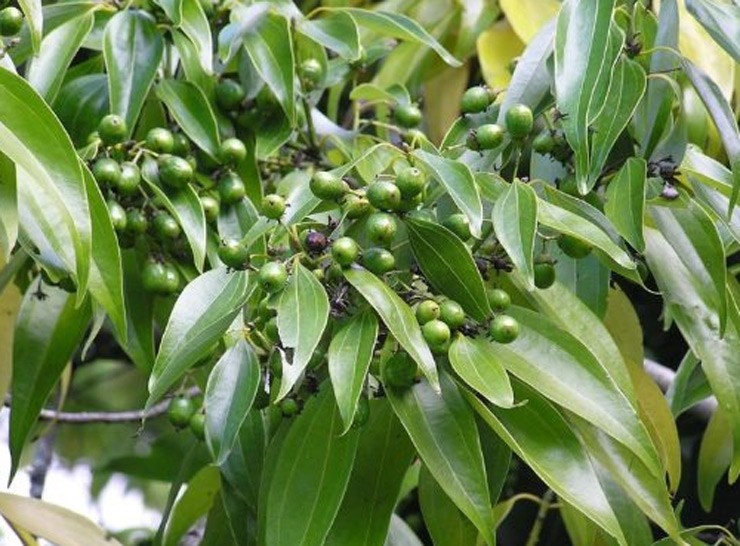 Việt Nam sở hữu một loại cây gia vị quý hiếm lâu đời nhất trên thế giới là cây quế.&nbsp;
