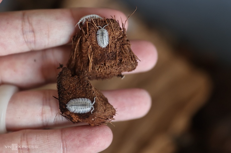 Mọt ẩm có kích thước chỉ từ 0,3 đến 3 cm, tùy vào màu sắc, kích thước, xuất xứ mà isopod có giá từ vài chục nghìn đồng đến ba triệu đồng mỗi con.