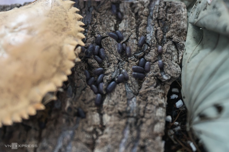 Thức ăn thường là rau củ quả, lá khô, gỗ mục, mai cua, thực phẩm dạng hạt cho cá hay mèo. "Loài này ăn tạp nên dễ nuôi, cách bốn ngày cho ăn là được", Phú nói.