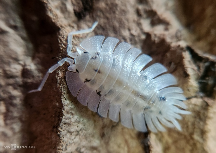 Hai loài Merulanela Pink Lambo và Porcellio Werneri Pie với màu sắc rưc rỡ, chi tiết qua góc chụp bằng ống kính macro.