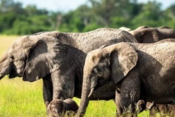 Phi thường - kỳ quặc - Phát hiện kinh ngạc về cách voi gọi nhau bằng tên