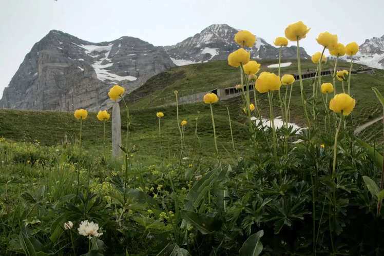 Thung lũng Lauterbrunnen biến thành thiên đường hoa vào mùa hè. Toàn bộ thung lũng được “trang trí” bởi những bông hoa dại tạo nên một khung cảnh huyền ảo.