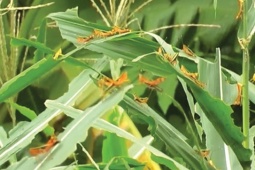 Tin tức trong ngày - Đàn châu chấu tre bùng phát gây hại ở 11 tỉnh, Bộ NN&amp;PTNT cảnh báo