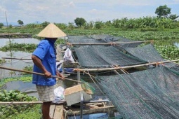 Tin tức trong ngày - Tìm ra nguyên nhân 25 tấn cá lồng bè ở Quảng Nam chết bất thường