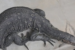 Tin tức trong ngày - Con kỳ đà bơi trên sông nghi đi bắt gà bị dân bắt giao kiểm lâm