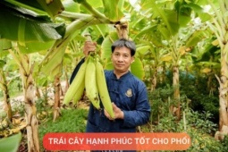Tin tức sức khỏe - Loại quả được mệnh danh là “trái cây hạnh phúc”, rất giàu dinh dưỡng cho phổi, nhưng thường bị người Việt bỏ qua