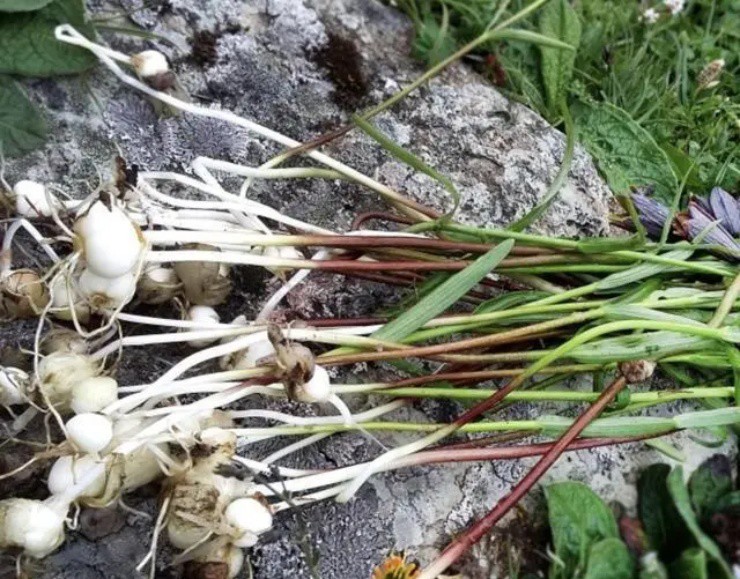 Lên núi thấy “loa kèn dại” cứ đào rễ mà bán, thu ngay tiền tươi vài triệu đồng/kg - 3