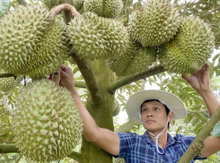 Sầu riêng mang về lợi nhuận cao cho nông dân.