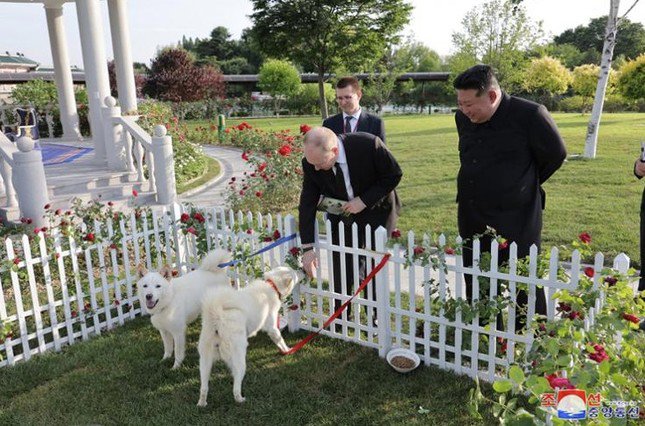 Chủ tịch Triều Tiên Kim Jong Un tặng Tổng thống Nga Vladimir Putin cặp chó săn Pungsan. (Ảnh: KCNA)