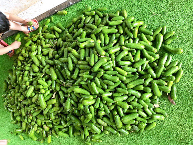 Bơ ngón tay hiện được bán trên thị trường với giá từ 60-70 nghìn đồng/kg.