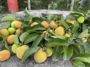 Thị trường - Tiêu dùng - Loại quả xưa không ai bán, nay thành đặc sản giá 50.000 đồng/kg