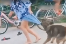 Những tai nạn khó đỡ vì sự ngang ngược của động vật
