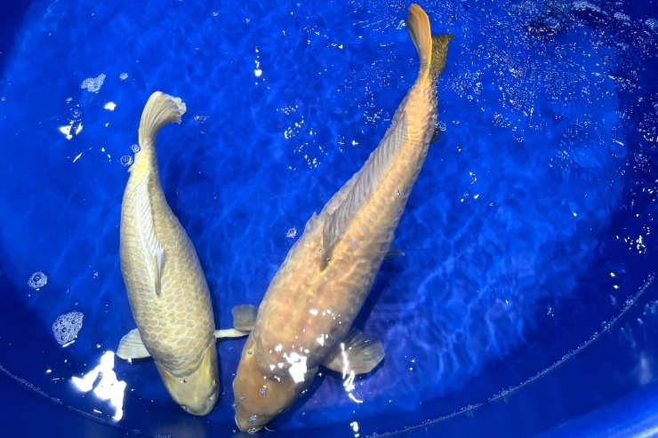 TP HCM: Ngắm cá Koi dài hơn 1 m tại Koishow 2024 - 1