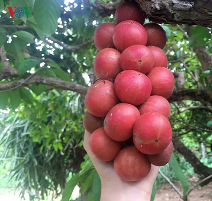Dâu da rừng còn gọi là dâu da đỏ, quả đỏ, đây là một loại quả rừng có vị chua ngọt đan xen, có cây cho quả có vị chua nhiều hơn, có cây cho quả có vị ngọt nhiều hơn.
