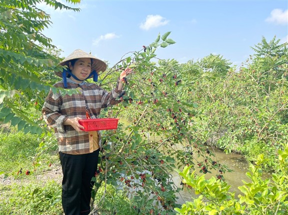 Vườn trồng dâu tằm của chị Nguyễn Thị Hồng Mơ, xã Thạnh Hòa, huyện Phụng Hiệp.