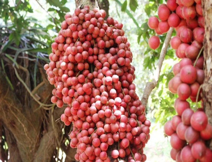 Những năm gần đây, quả dâu da đỏ trở thành đặc sản lạ trên thị trường. Đặc biệt du khách đến với Gia Lai thường tìm những vườn dâu da đỏ để chục ảnh và thưởng thức ngay tại gốc.&nbsp;
