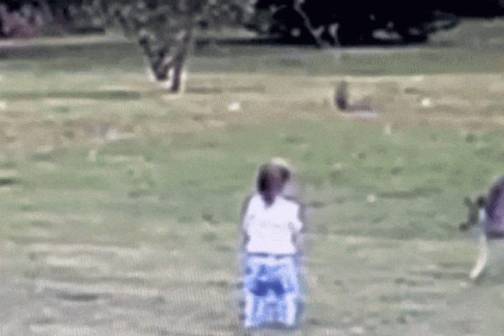 Phi thường - kỳ quặc - Khoảnh khắc kangaroo bất ngờ lao tới tấn công bé gái 2 tuổi