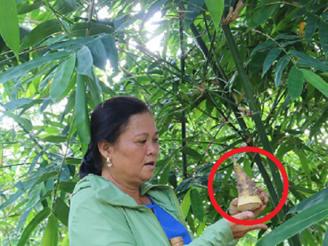Chị nông dân nhẹ nhàng kiếm 28 tỷ nhờ trồng loại cây "uốn theo chiều gió"