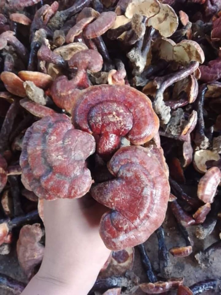 Những chiếc nấm lim xanh được mang từ rừng về sẽ rửa qua cho sạch rồi đem phơi khô dưới nắng tự nhiên.
