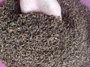Thị trường - Tiêu dùng - Bất ngờ loại côn trùng bé xíu ít ai ngó ngàng, được lùng mua với giá 15 triệu đồng/kg