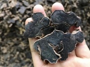 Thị trường - Tiêu dùng - Bổ củ gừng ra thấy đen sì, tưởng hỏng vứt đi nhưng sự thật khiến nhiều người "ngã ngửa"