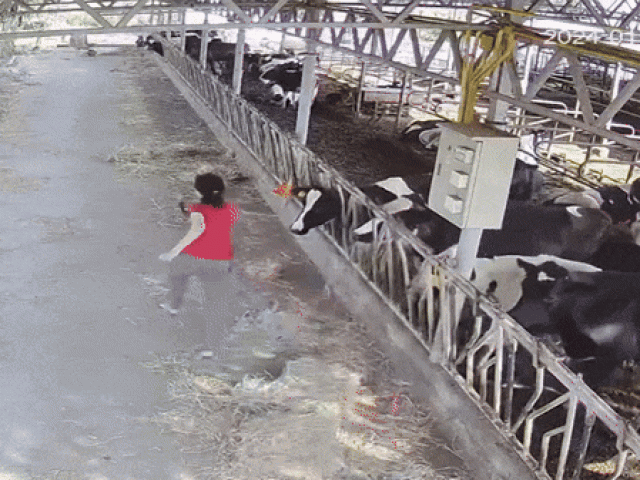 Clip: Trâu bất ngờ nổi điên, lao tới rượt đuổi người phụ nữ