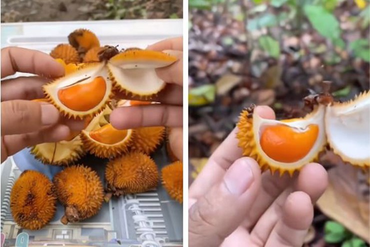 Mới đây, clip về những quả sầu riêng tí hon nhưng đầy ắp ruột, có màu vàng cam hấp dẫn đã nhanh chóng nhận được sự quan tâm của cư dân mạng. Đây là một loại sầu riêng rừng ở Indonesia và chưa xuất hiện ở Việt Nam.
