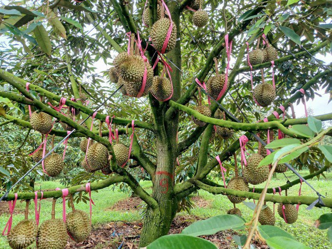 Cây sầu riêng 6 năm tuổi cho 54 trái tại vườn của Hoàng Anh Gia Lai. Ảnh: Thi Hà