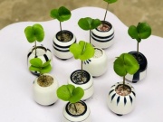 Thị trường - Tiêu dùng - Cây cỏ dại được trồng vào chậu, giá hơn 100.000 đồng/cây vẫn đắt hàng