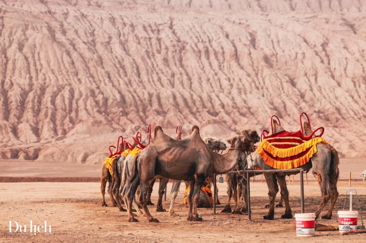 Những chú lạc đà hiền lành mang đến cho du khách trải nghiệm đời sống du mục.