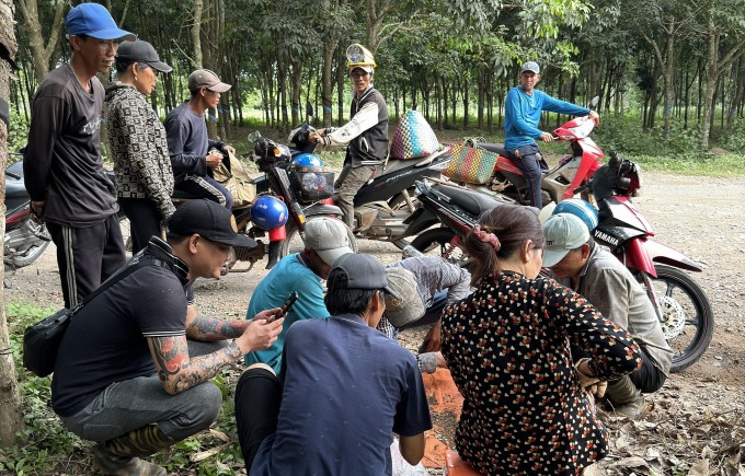 Thương lái thu mua nấm ngay tại rừng ở Quảng Thành, Bà Rịa Vũng Tàu. Ảnh: Hoa Sen