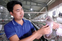 Media - Kiếm tiền tỷ từ nuôi chim bồ câu cho nghe nhạc