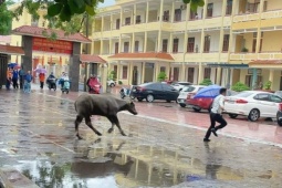 Tin tức trong ngày - Chú trâu lao thẳng vào điểm thi tốt nghiệp THPT ở Hải Phòng