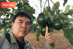 Tin tức sức khỏe - “Siêu quả” tốt cho người bệnh phổi đến khó tin, bất ngờ khi bán cực rẻ ngoài chợ Việt