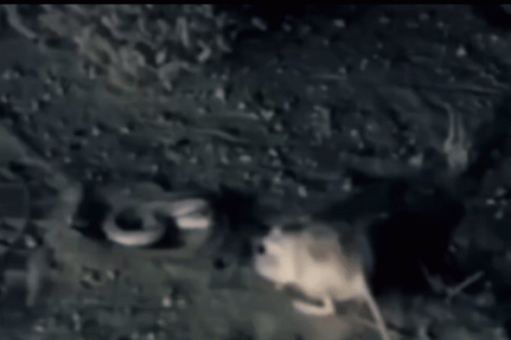 Phi thường - kỳ quặc - Chuột phản xạ xuất thần biến rắn độc thành trò cười