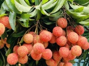 Thị trường - Tiêu dùng - Vải thiều mất mùa chưa từng thấy, nông dân Bắc Giang vẫn kiếm tiền kỷ lục