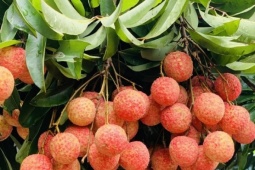 Thị trường - Tiêu dùng - Vải thiều mất mùa chưa từng thấy, nông dân Bắc Giang vẫn kiếm tiền kỷ lục