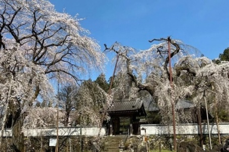 Cây anh đào 600 tuổi nở rực ở Nhật Bản